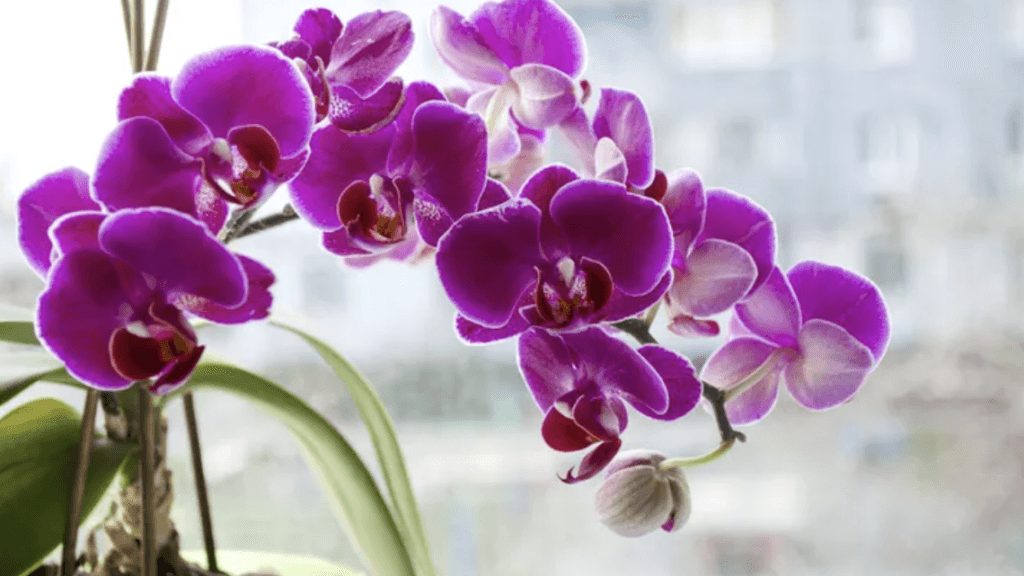 Flower Meanings: Discover Your Floral Personality - Feral Rose Floral ...